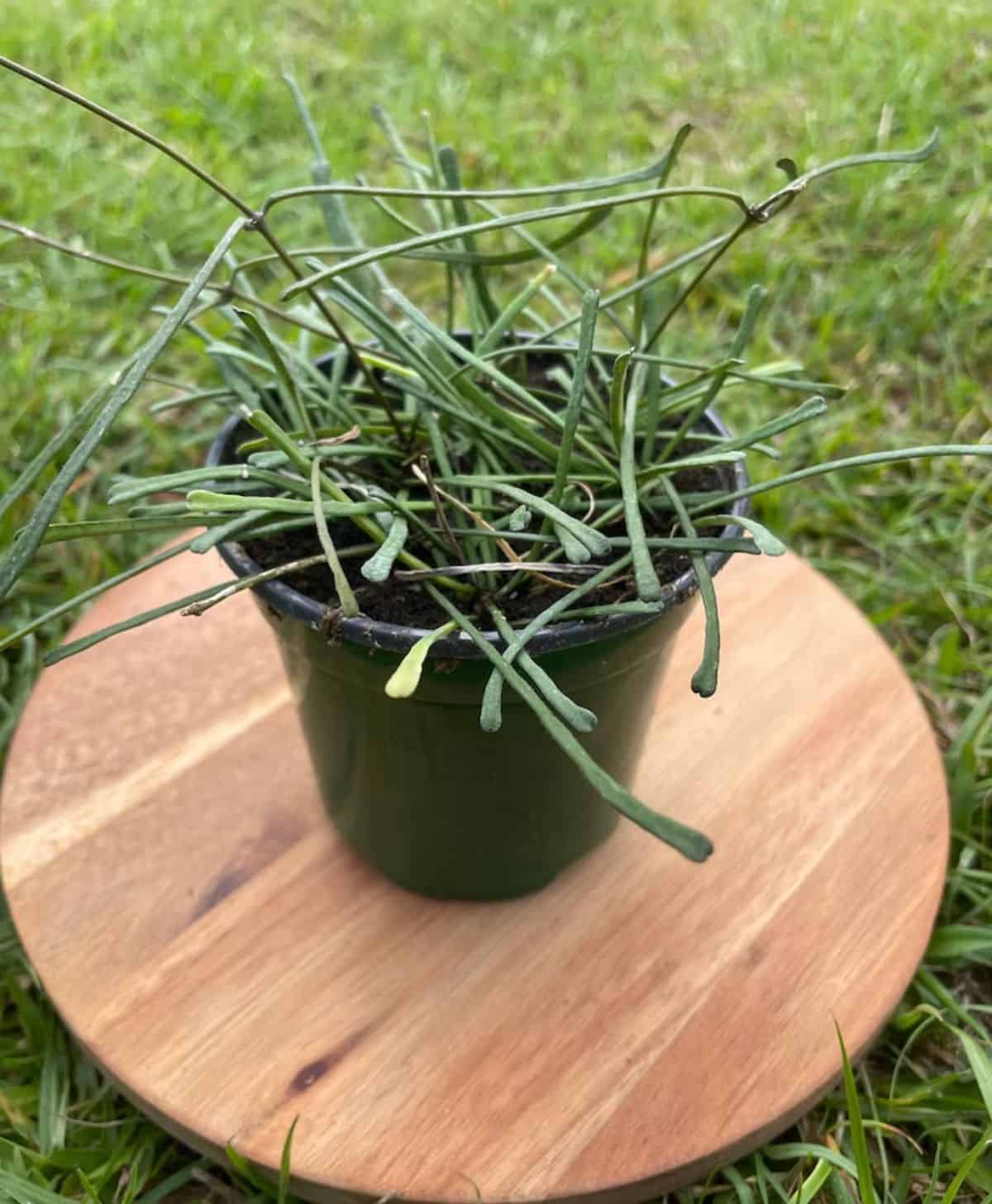 Hoya Retusa grows in a plastic pot on a wooden tray.