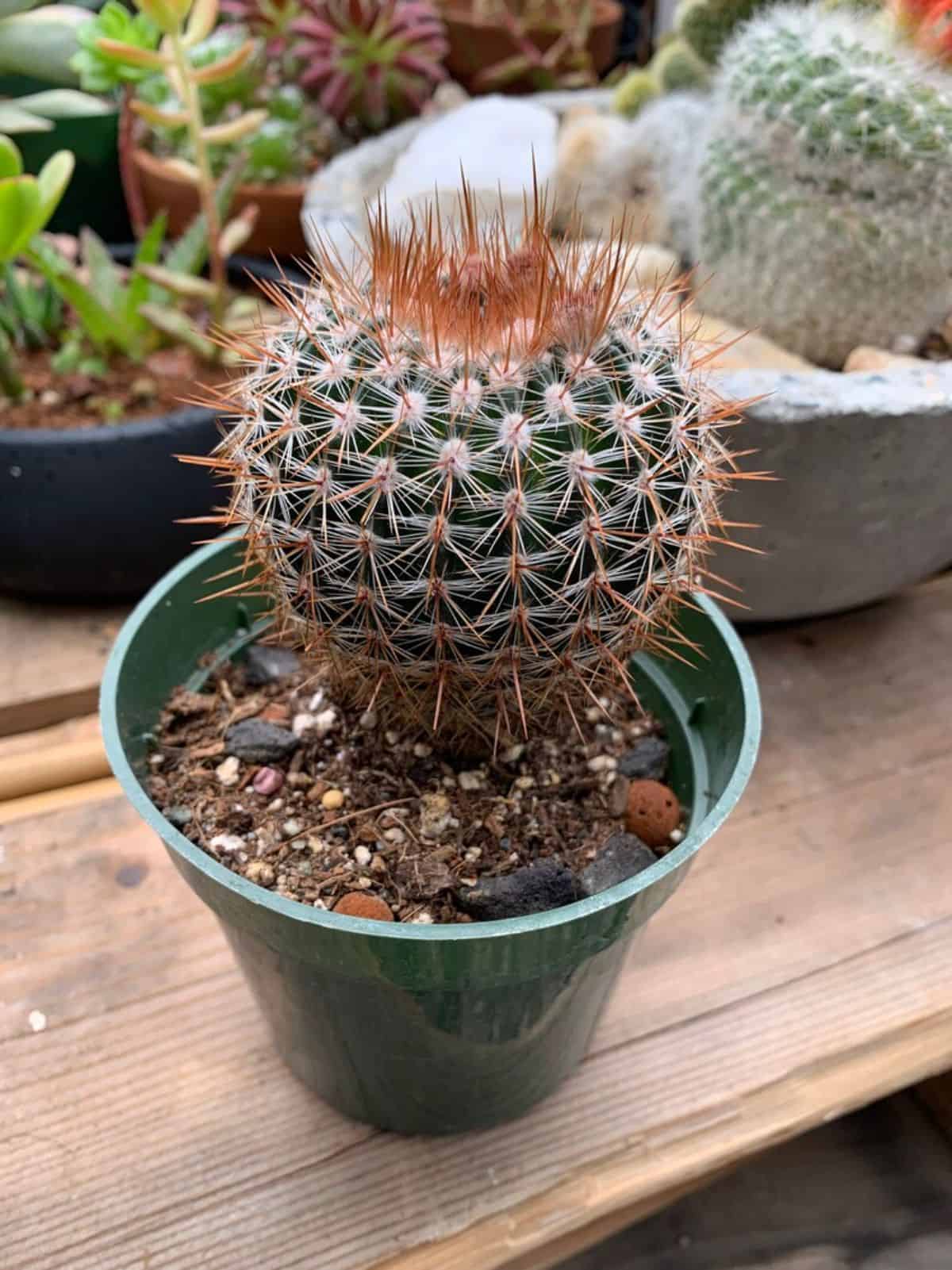 Notocactus Schlosseri grows in a plastic pot.