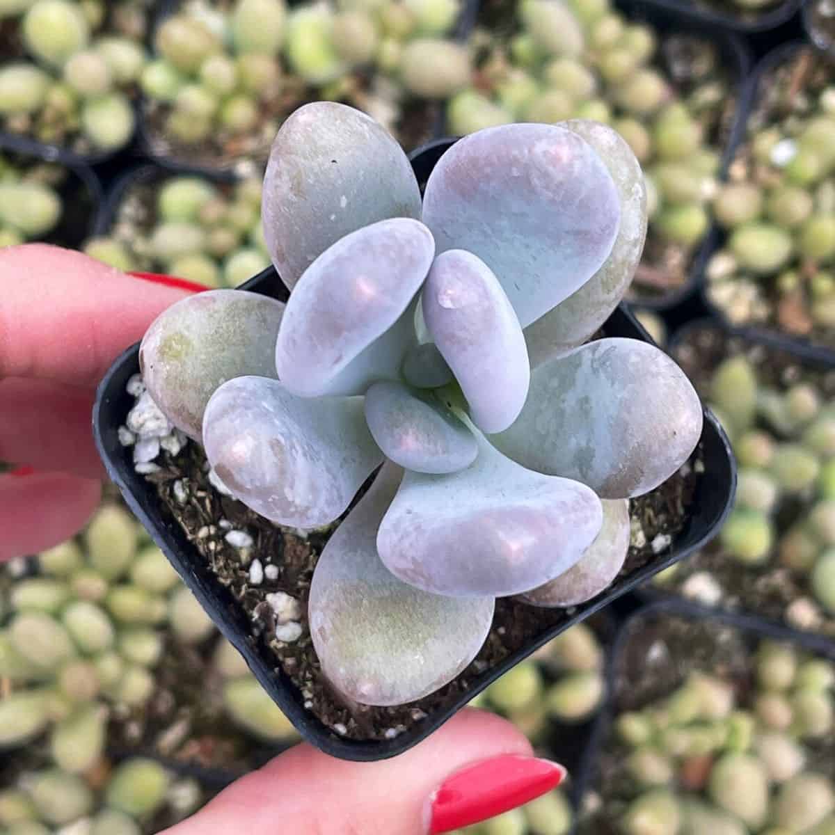Pachyphytum oviferum grows in a small plastic pot held by hand.