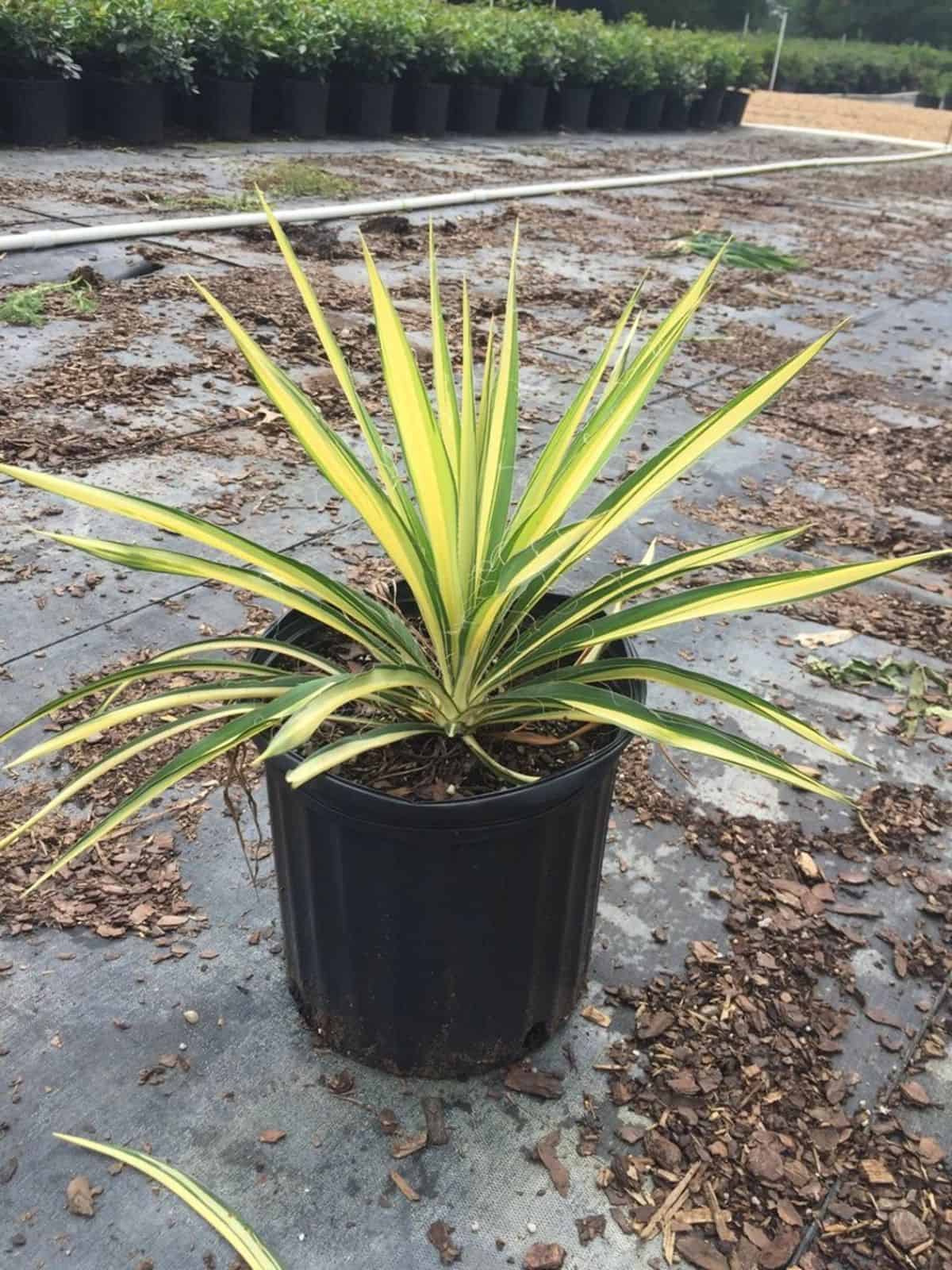 Adam’s Needle ‘Color Guard’ grows in a pot.