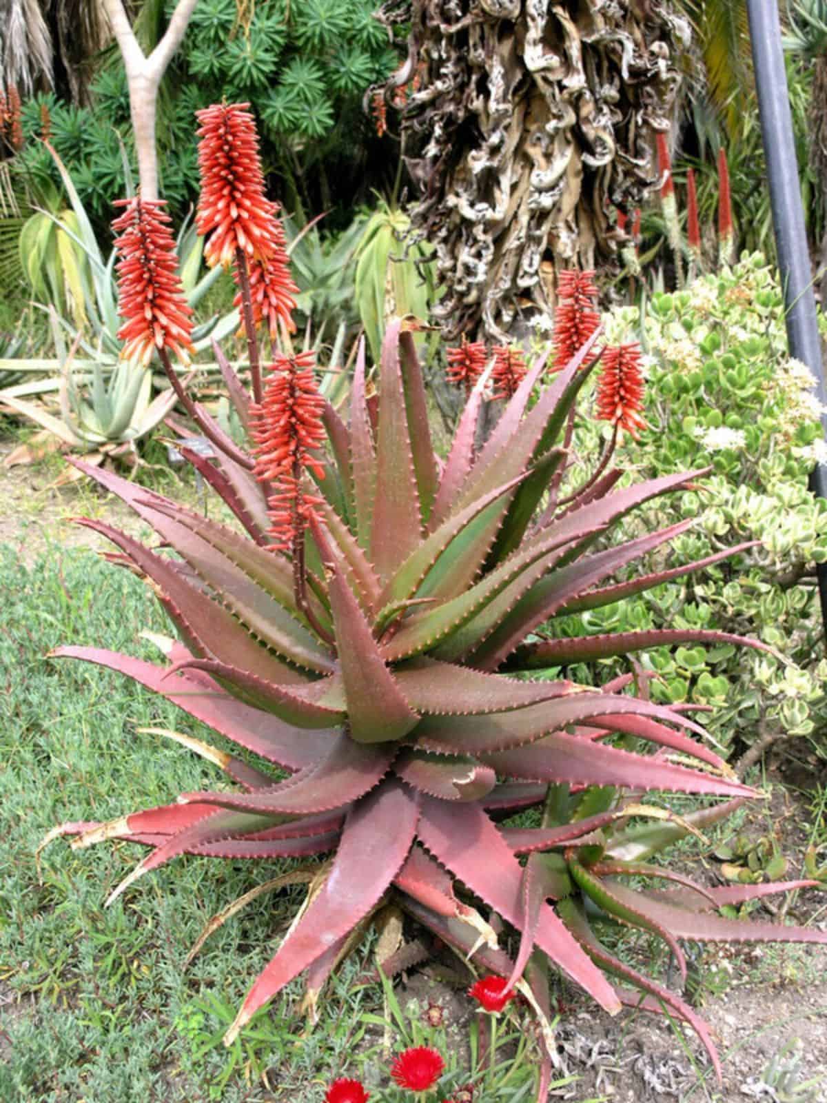 Aloe cameronii in red bloom grows outdoor.