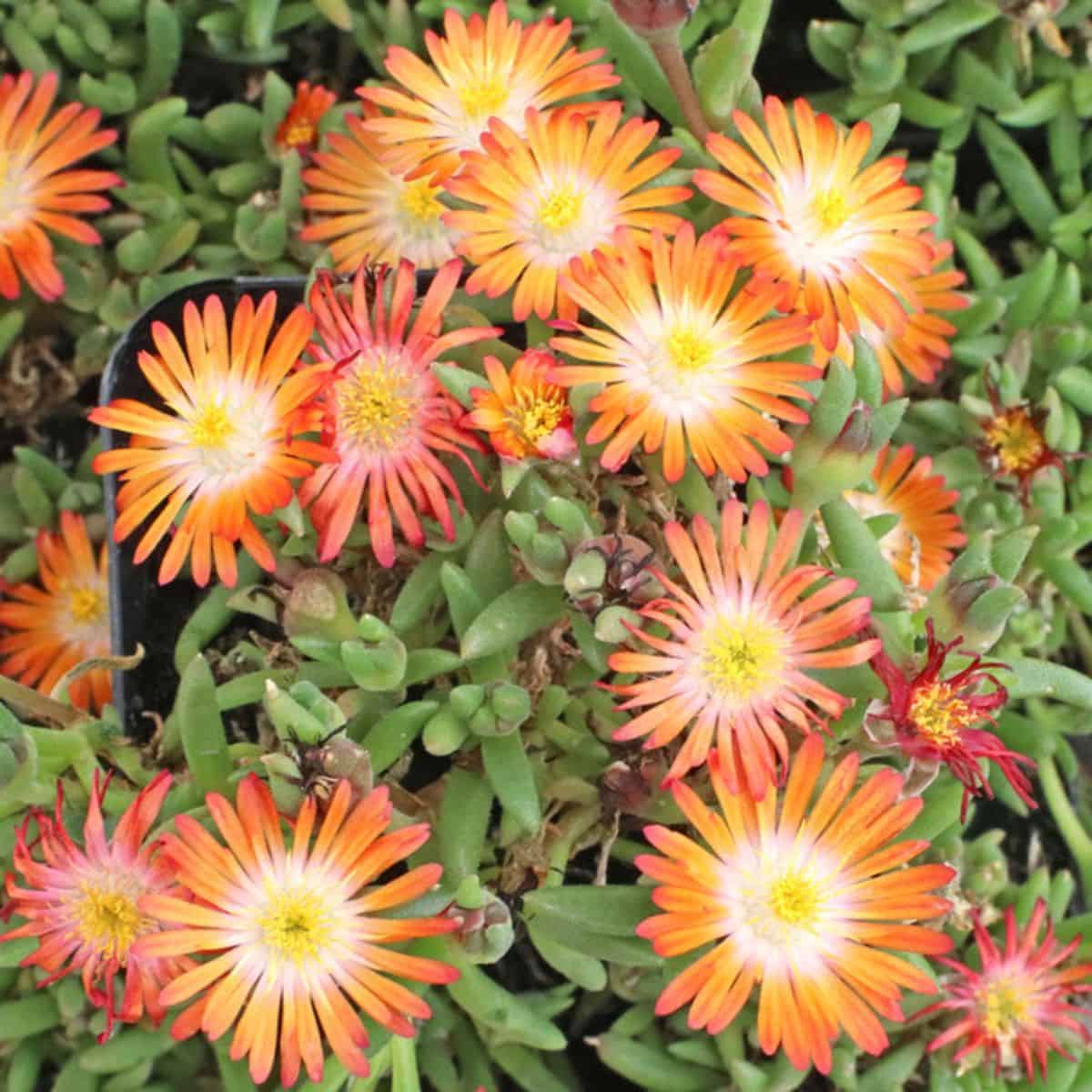 Delosperma Tangerine Tango in orange bloom.