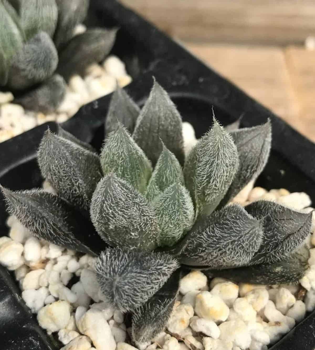 Haworthia cooperi var. venusta grows in a pot.