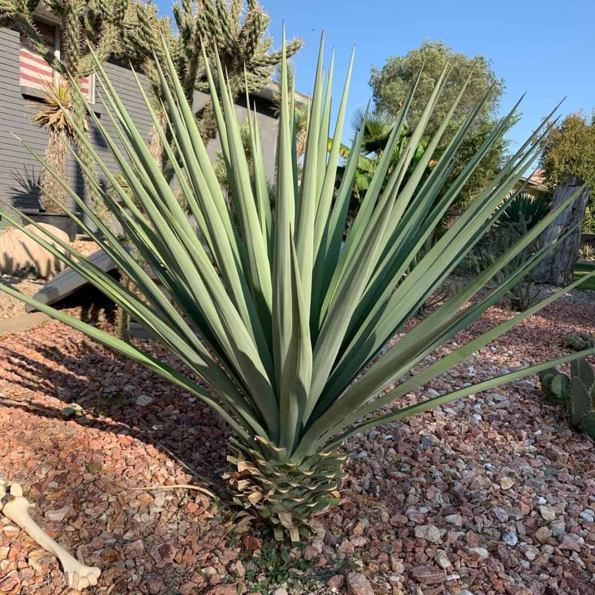 Mountain yucca grows outdoor.