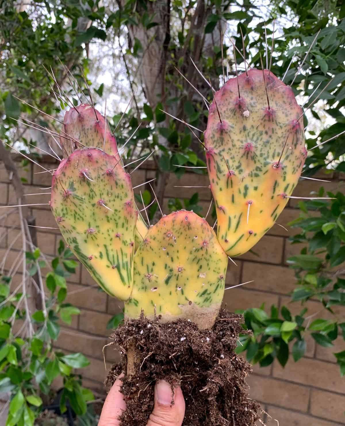 Opuntia cochenillifera variegata held by hand.