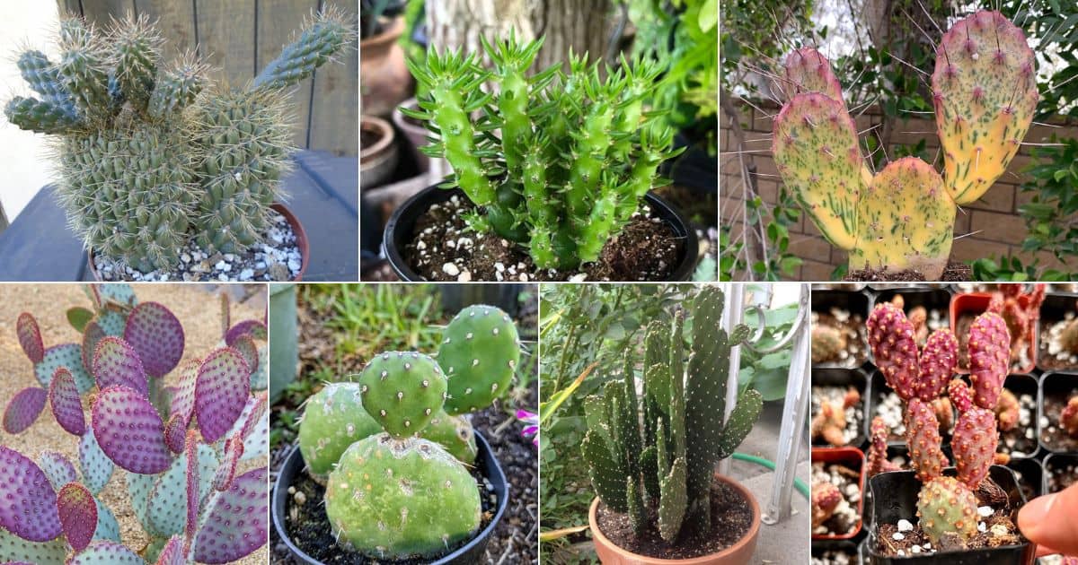 The Most Edible Succulent: 20 Types of Opuntias and Prickly Pears facebook image.