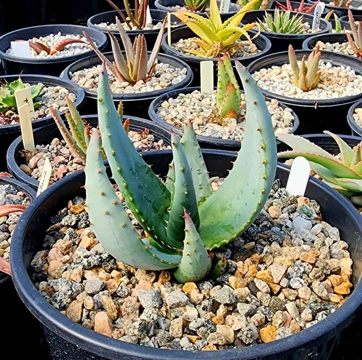 Aloe reitzii grows in a black plastic pot.