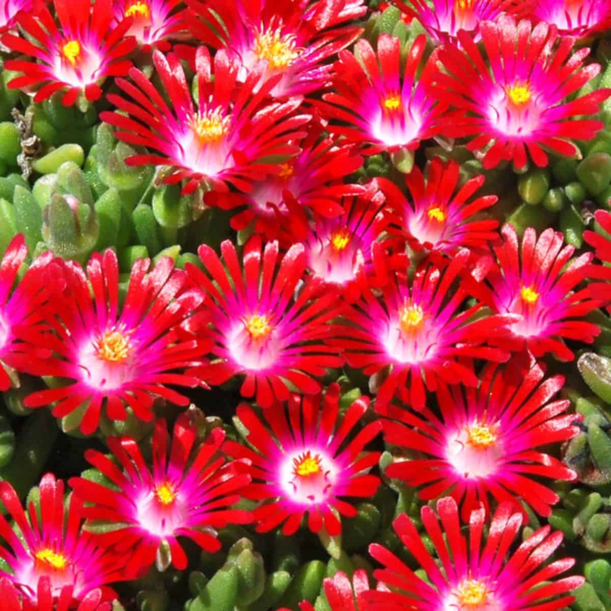 Delosperma Saucy Strawberry in red bloom.