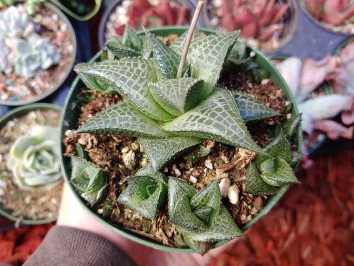 Haworthia tessellata grows in a pot.