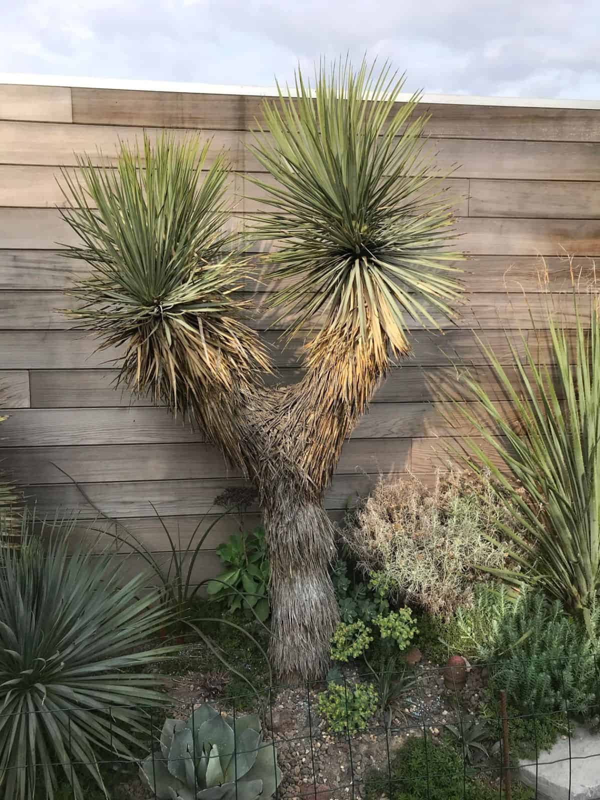 Yucca thompsoniana grows in a backyard garden.