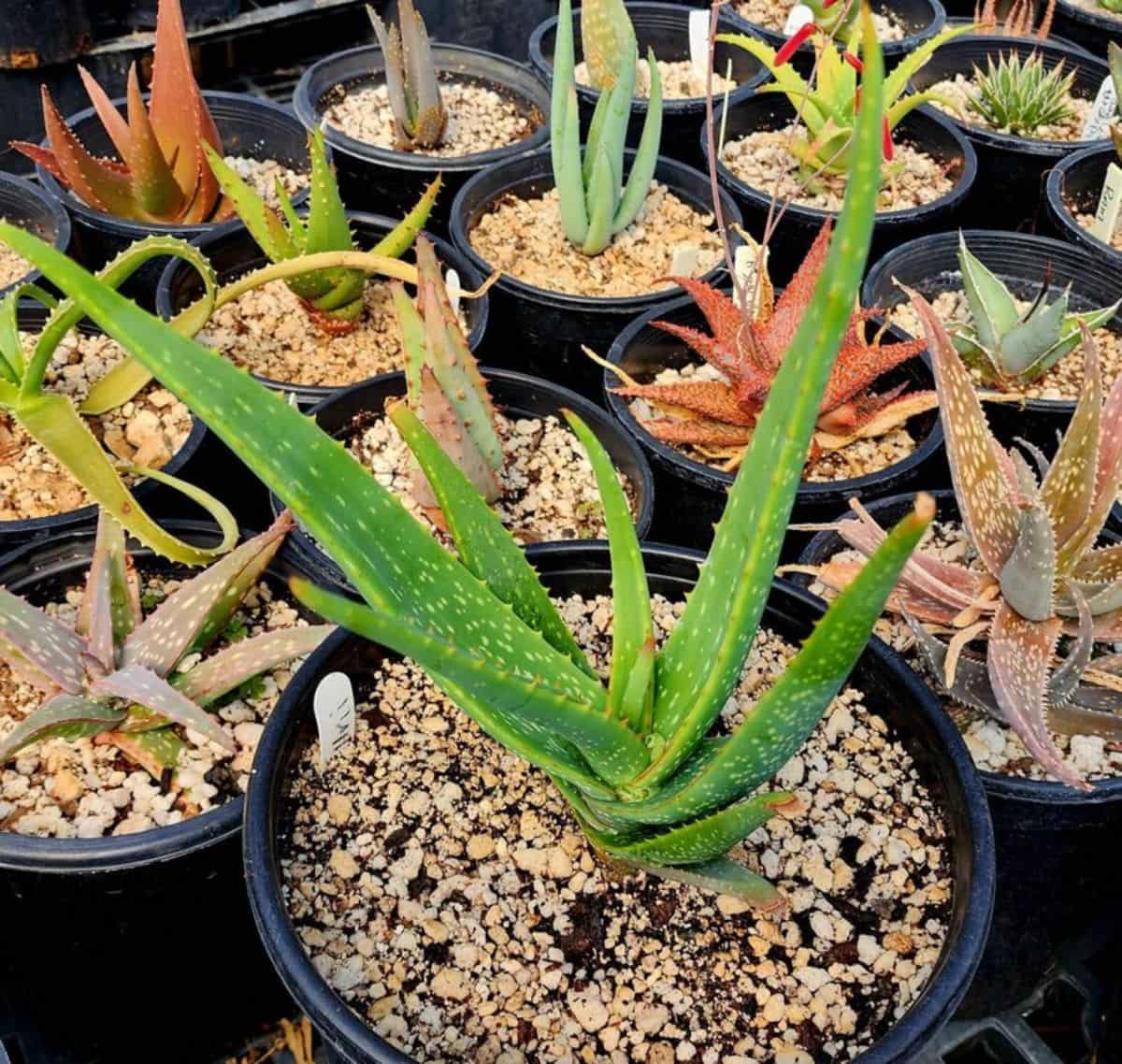 Aloe buhrii grows in a black plastic pot.