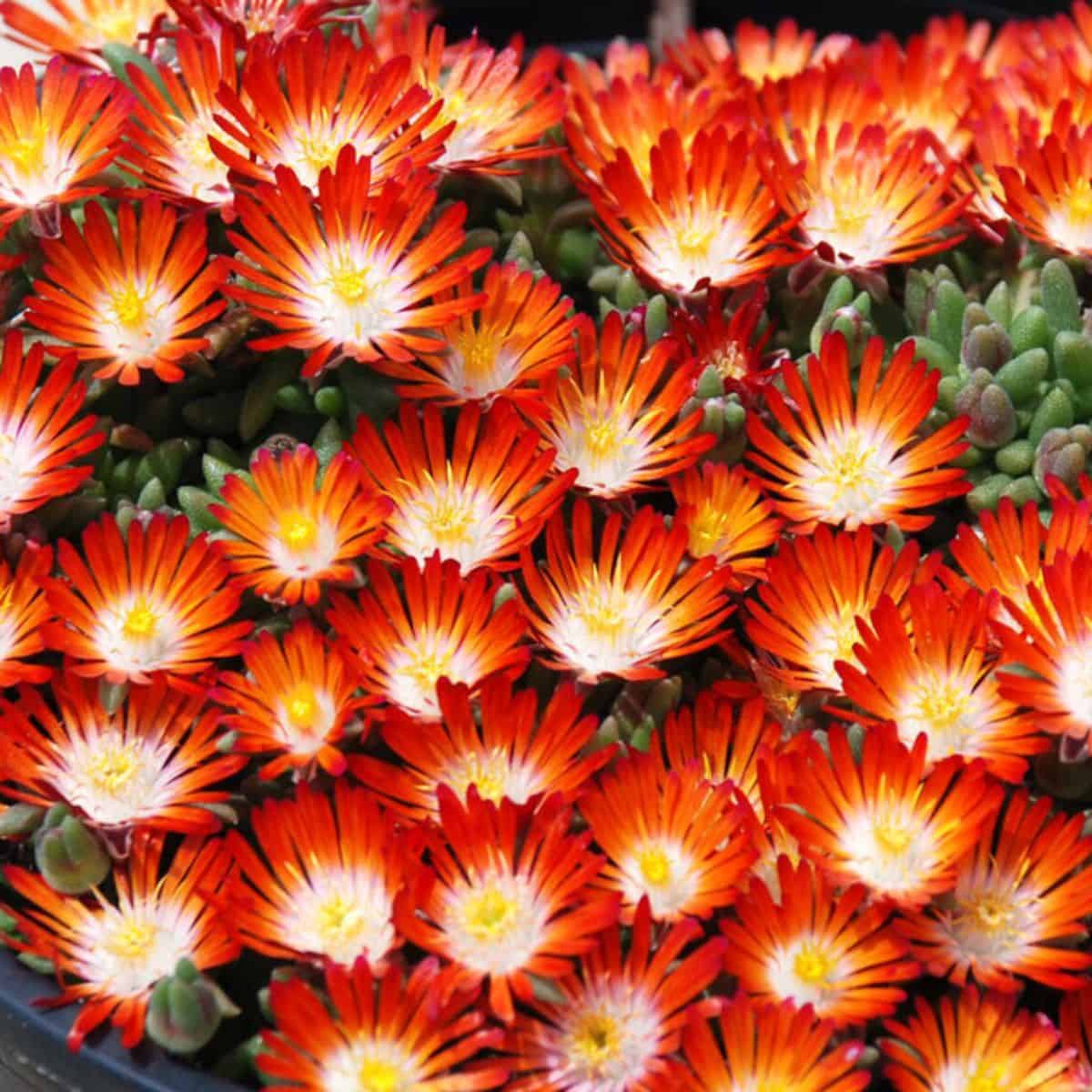 Delosperma Pumpkin Perfection in orange bloom.