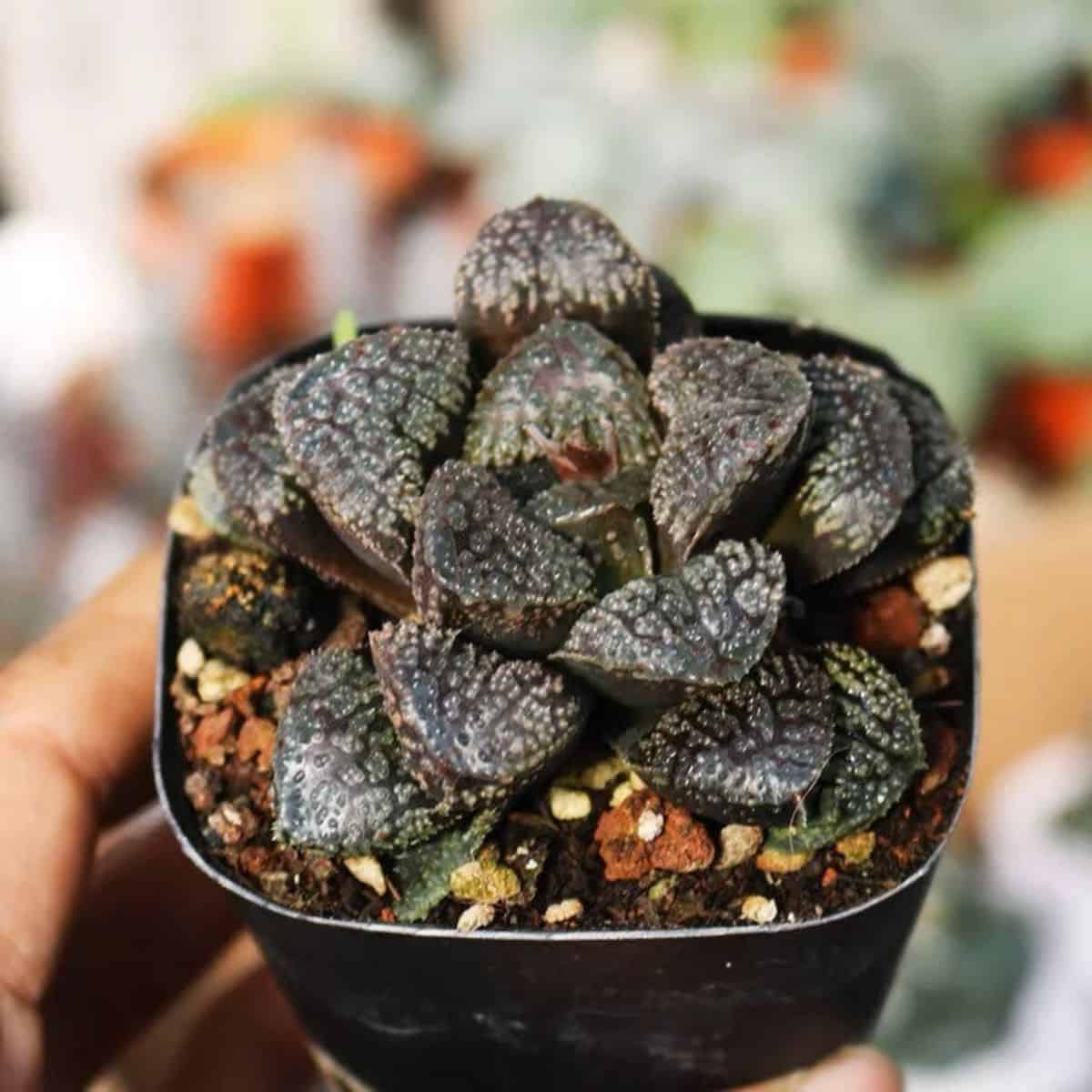 Haworthia Mordor grows in a pot.