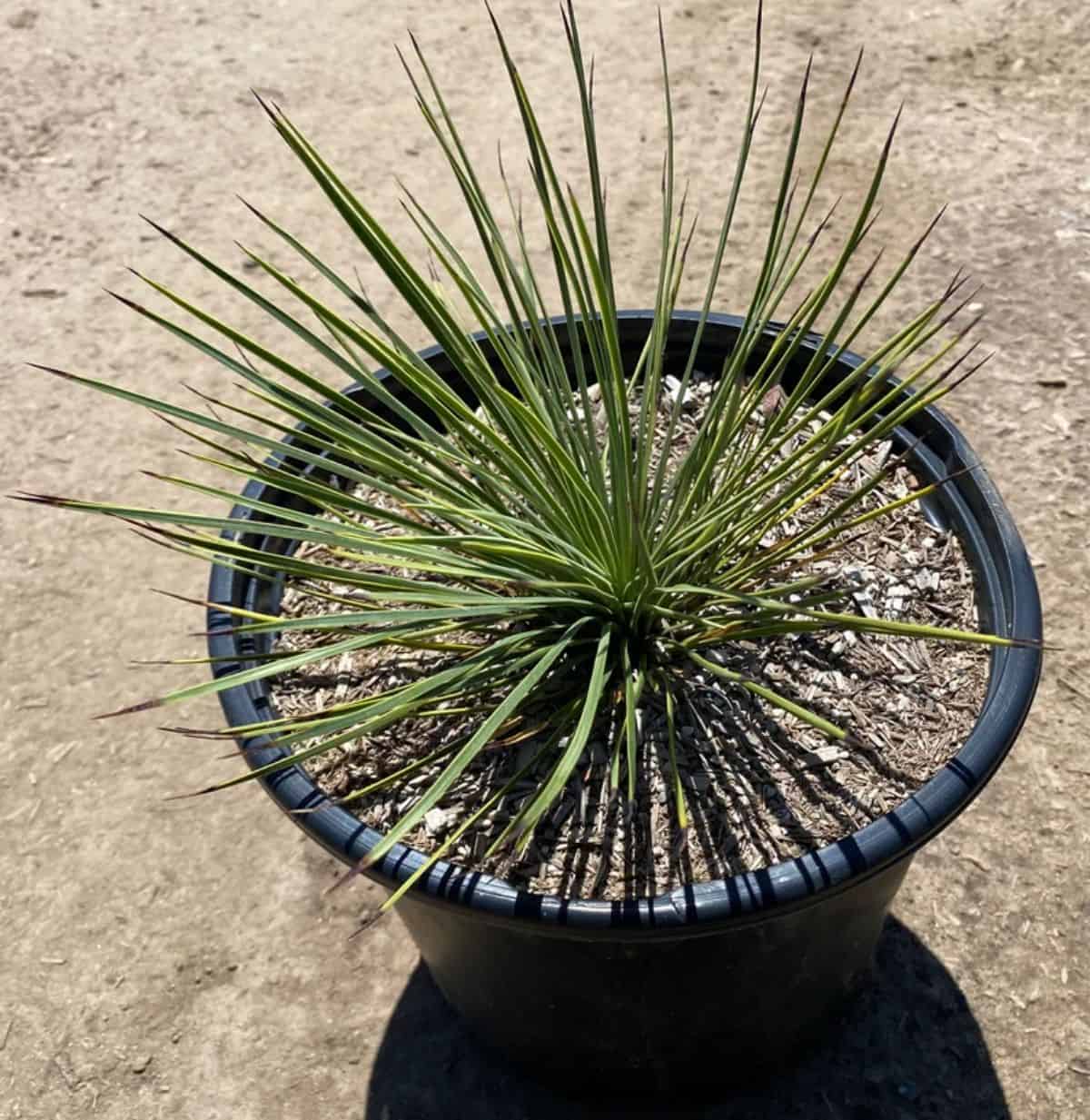Yucca linearifolia grows in a plastic pot.