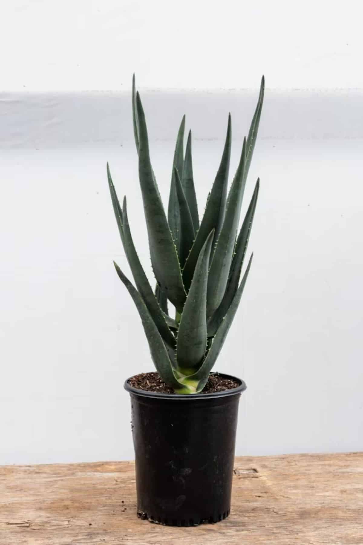 Aloe ‘Hercules’ grows in a small plastic pot.