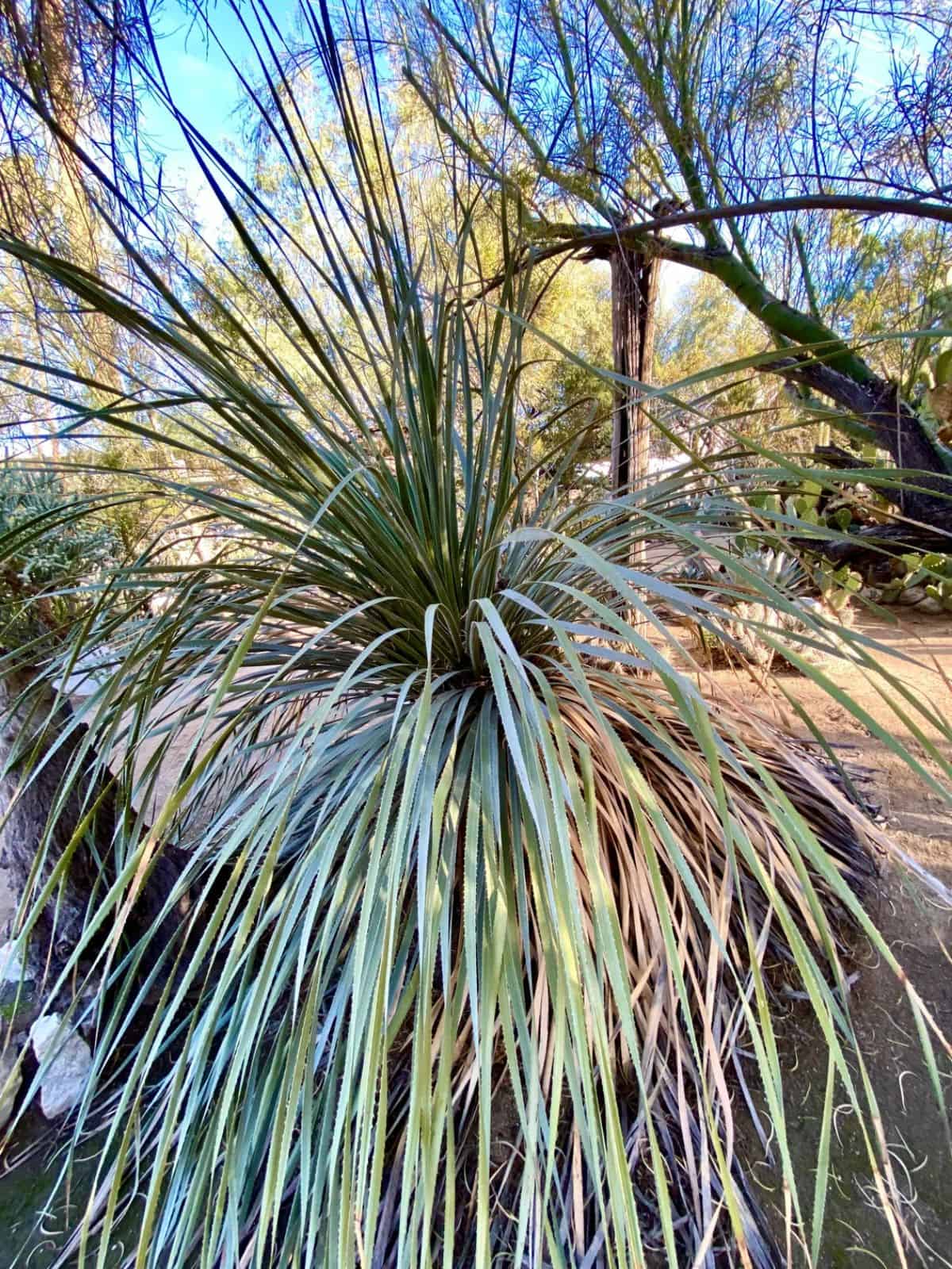 Dasylirion wheeleri grows outdoor.