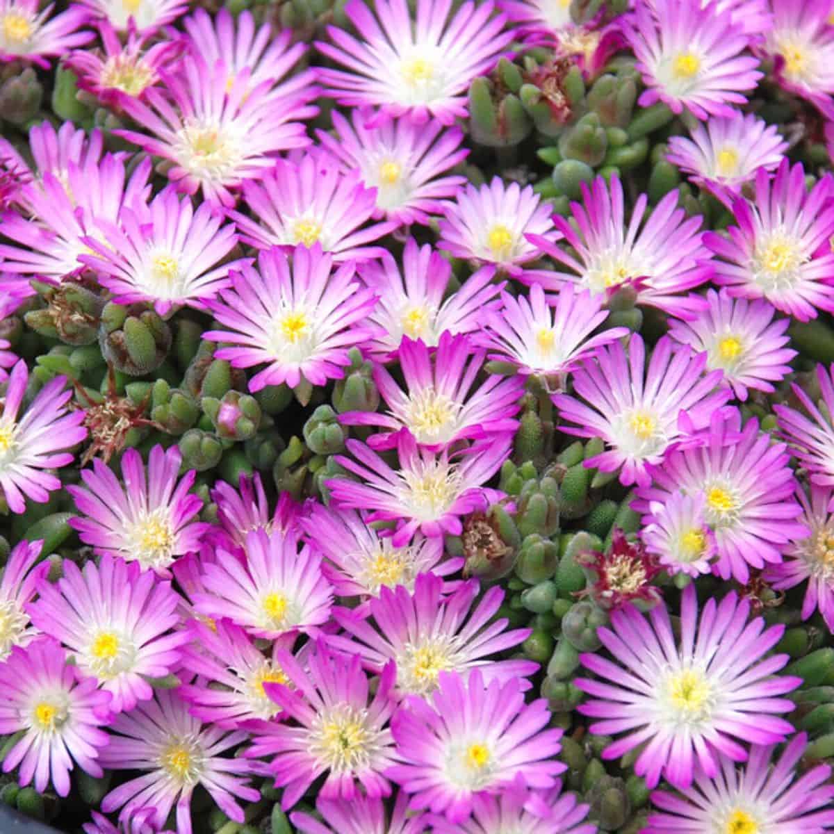 Delosperma Fig Fusion in violet bloom.