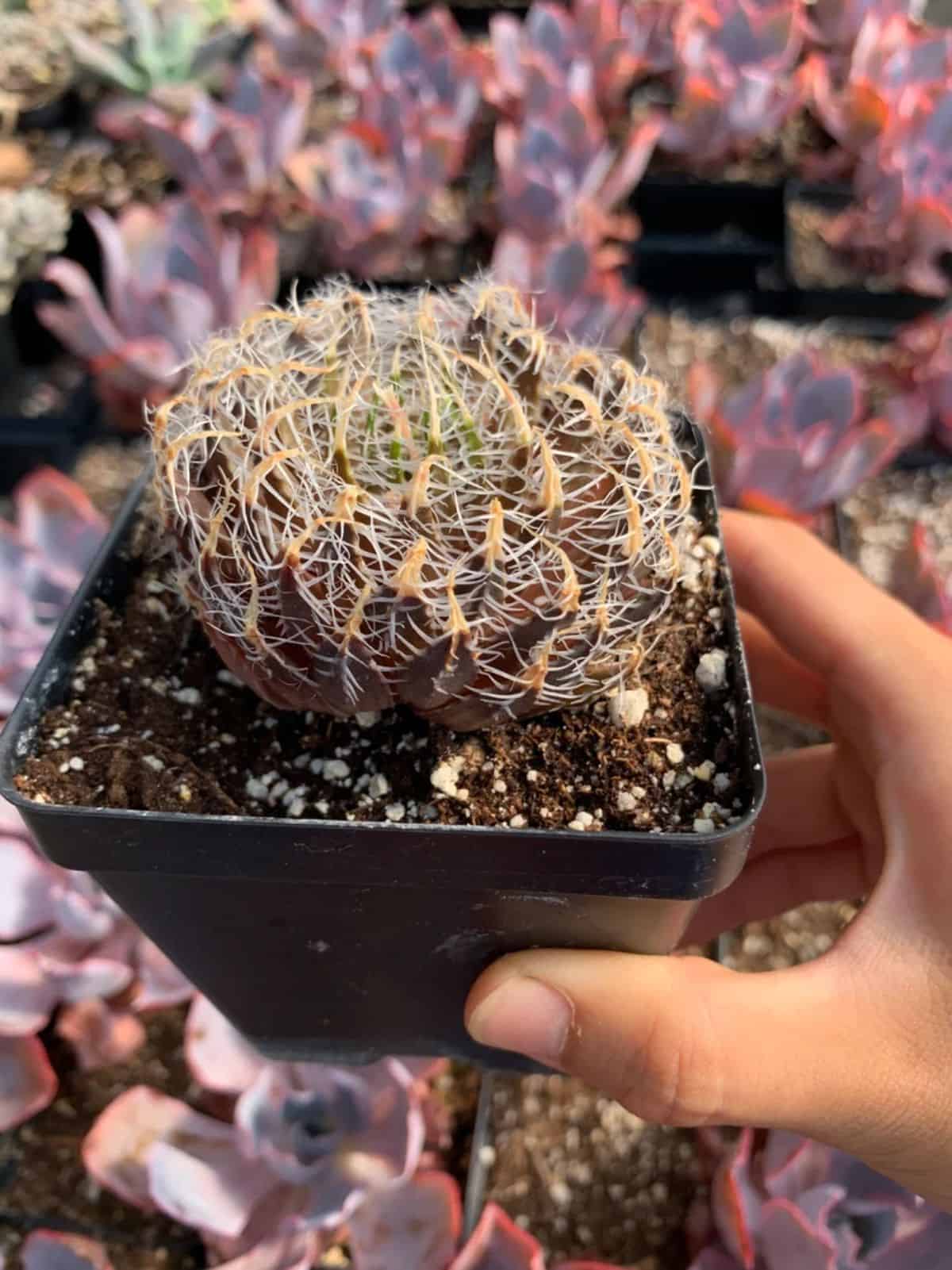 Haworthia Iron Ball grows in a pot.