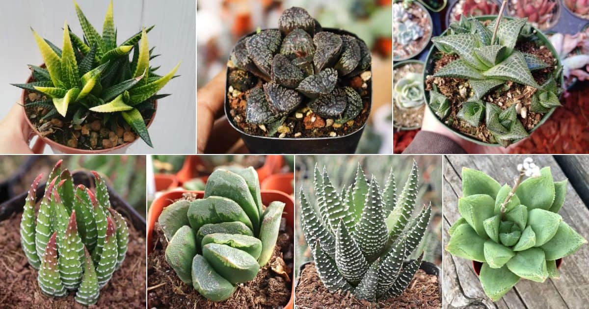 23 of the Most Unique Haworthias From Around the World facebook image.