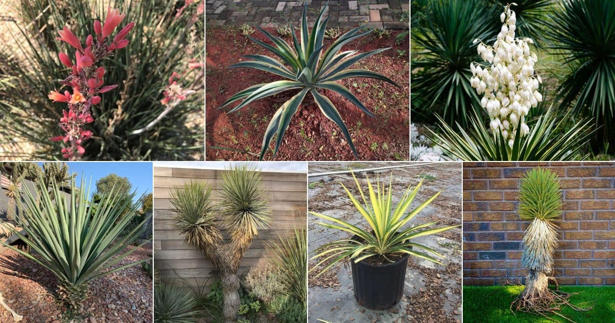 23 Yucca Shrubs and Trees for Shade and Exotic Landscaping facebook image.