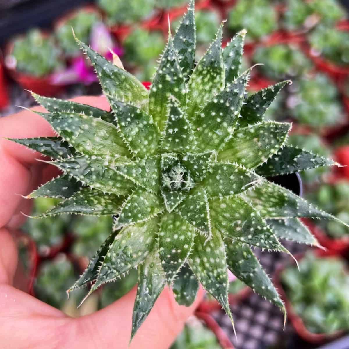 Aloe aristata with speckled foliage held by hand.