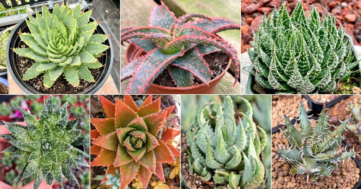 24 Amazing Aloe: Trees, Shrubs, and Groundcover, Oh my! facebook image.