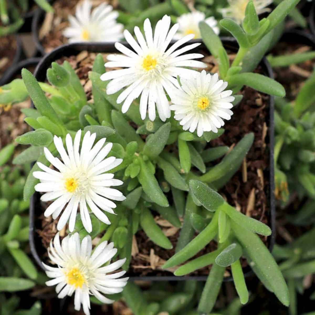 Delosperma Coconut Crush in white bloom.