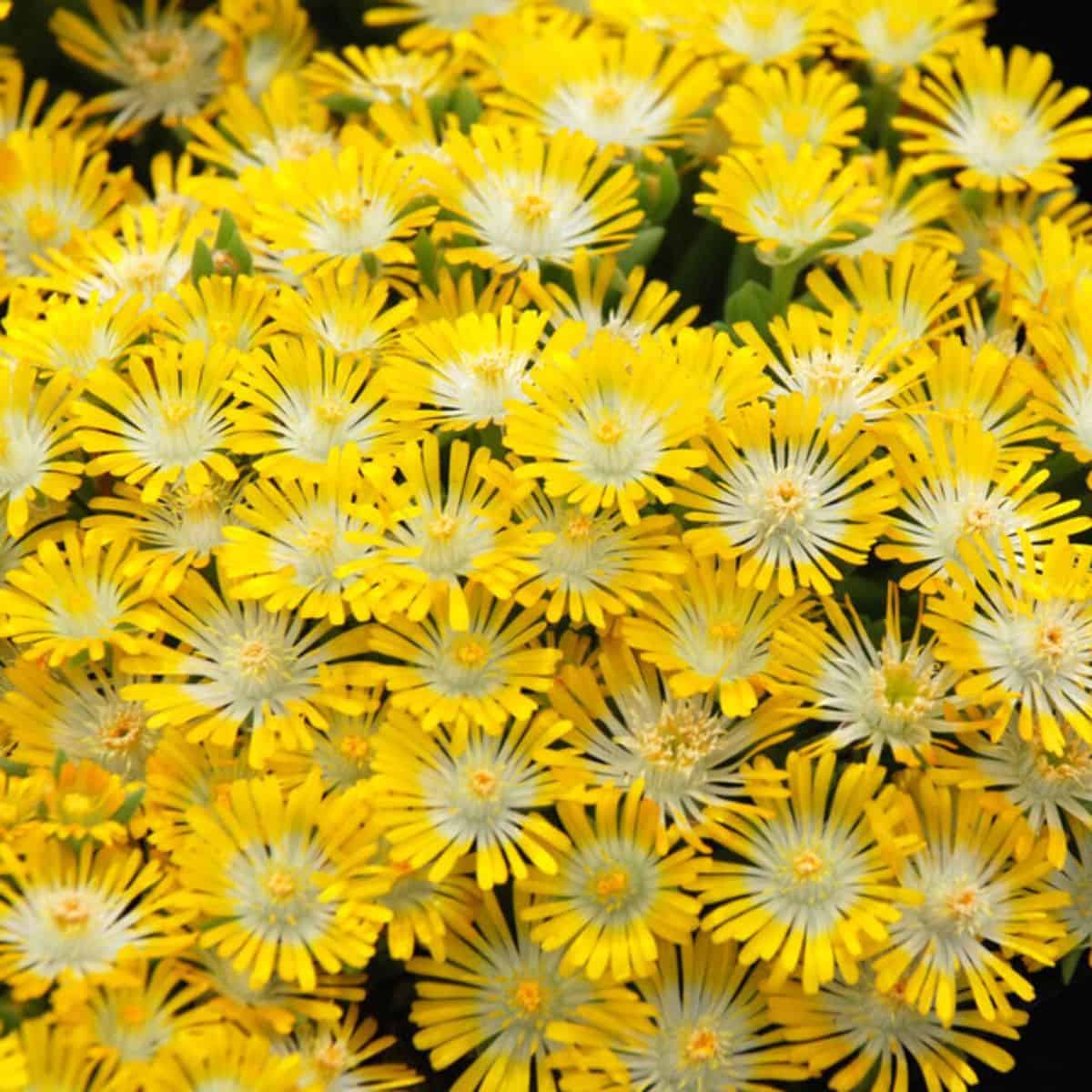 Delosperma Banana Blast in yellow bloom.