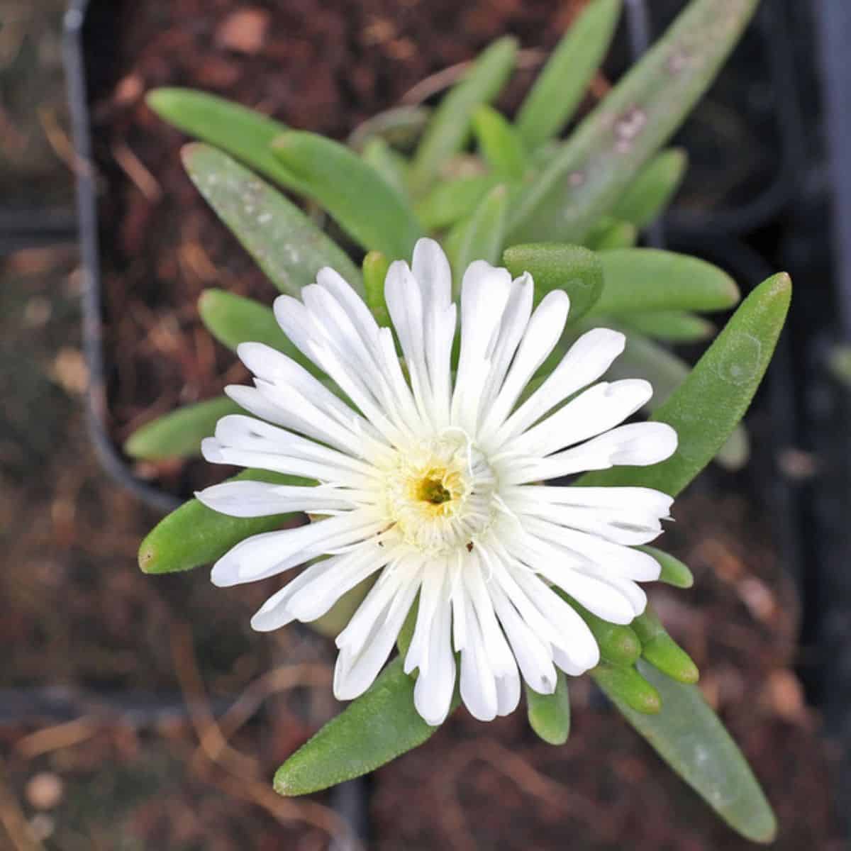 Delosperma White Wonder white flower.