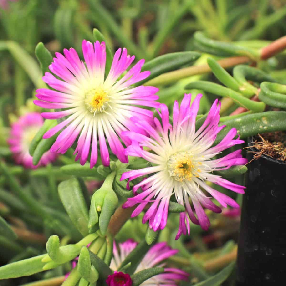 Delosperma Violet Wonder two pink flowers.