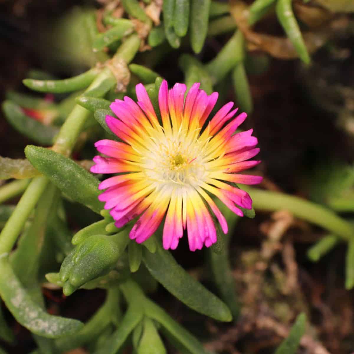 Delosperma Hot Pink Wonder pink-yellow flower.