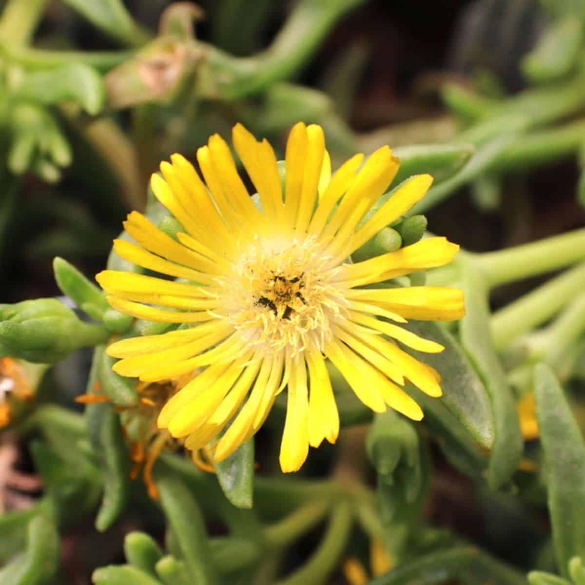 Delosperma Golden Wonder yellow flower.