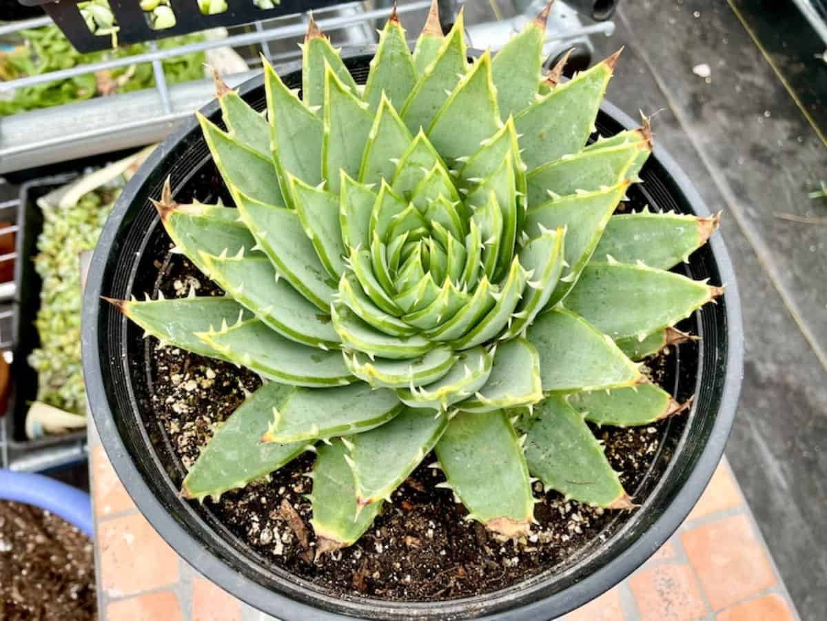 Aloe polyphylla grows in a black pot.