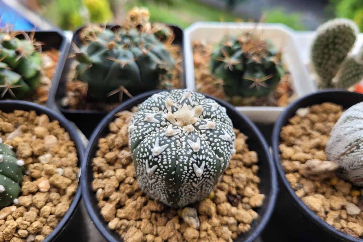 Astrophytum asterias cv. Superkabuto V type grows in a plastic pot.