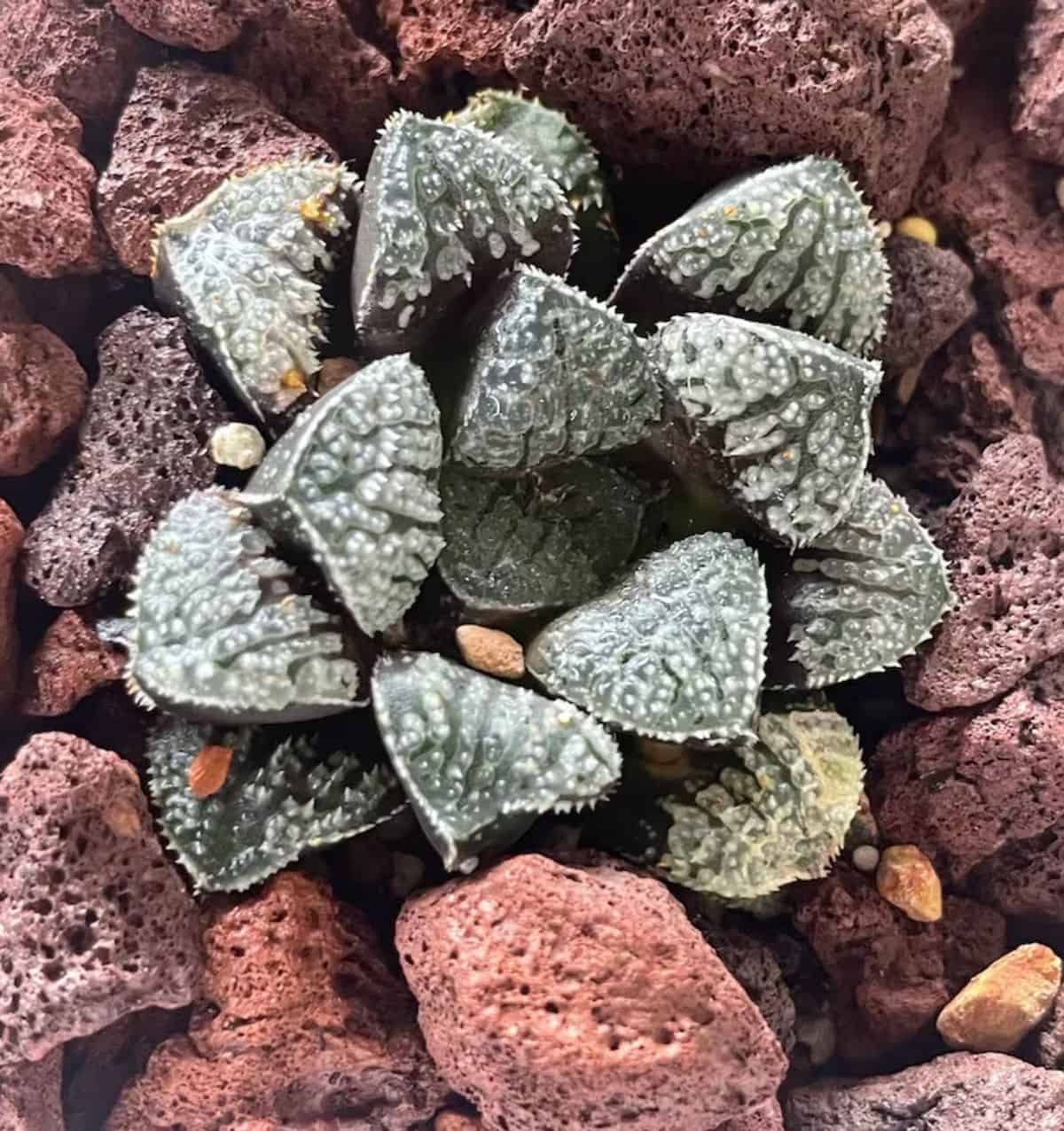 Haworthia Blue Diamond grows in rocky soil.