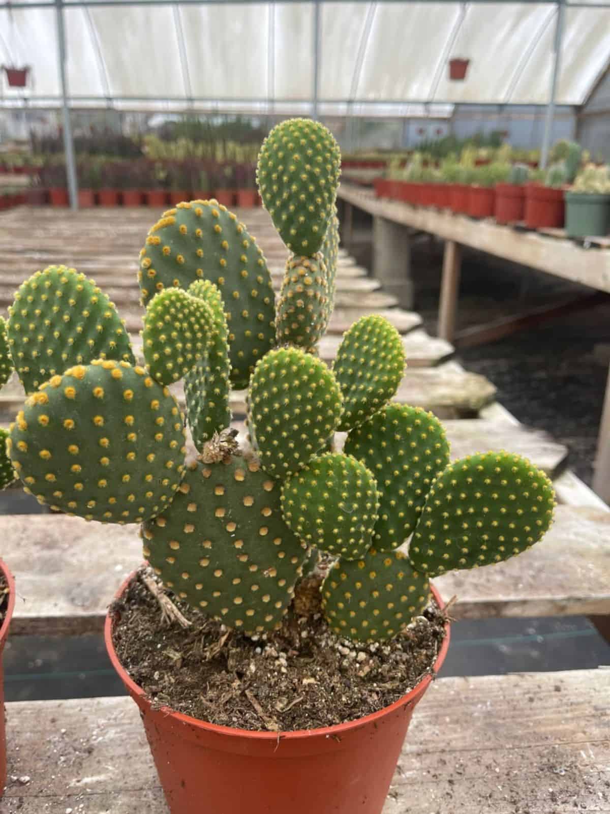 Bunny Ears Opuntia grows in a plastic pot.