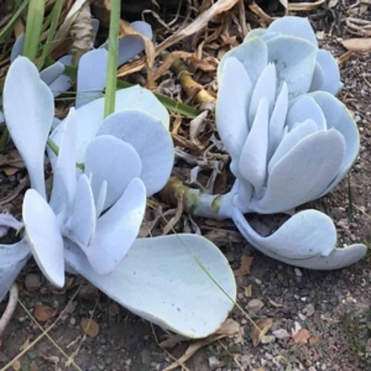 Cotyledon orbiculata 'White Platter' grows outdoor.