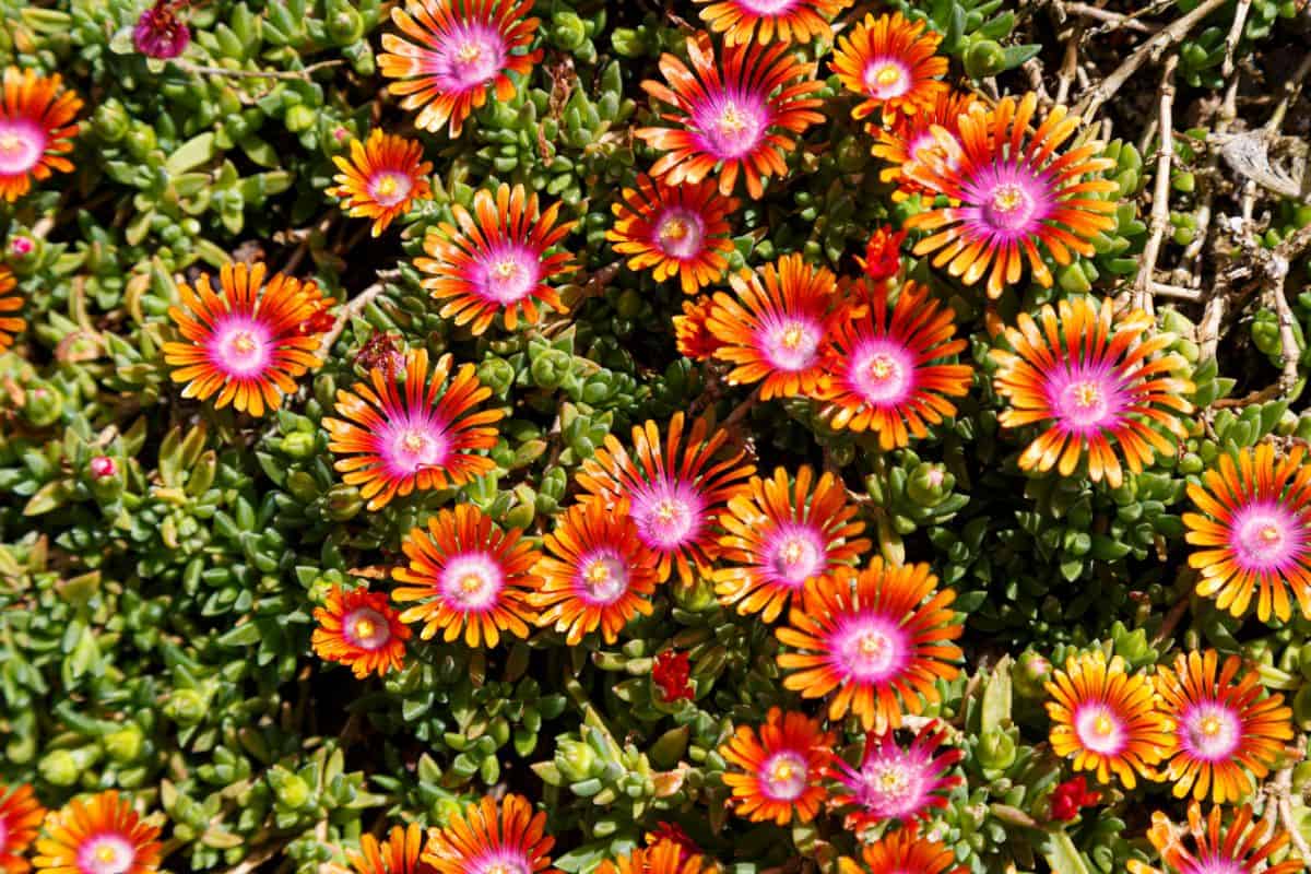 Delosperma Fire Spinner in red-orange bloom on a sunny day.