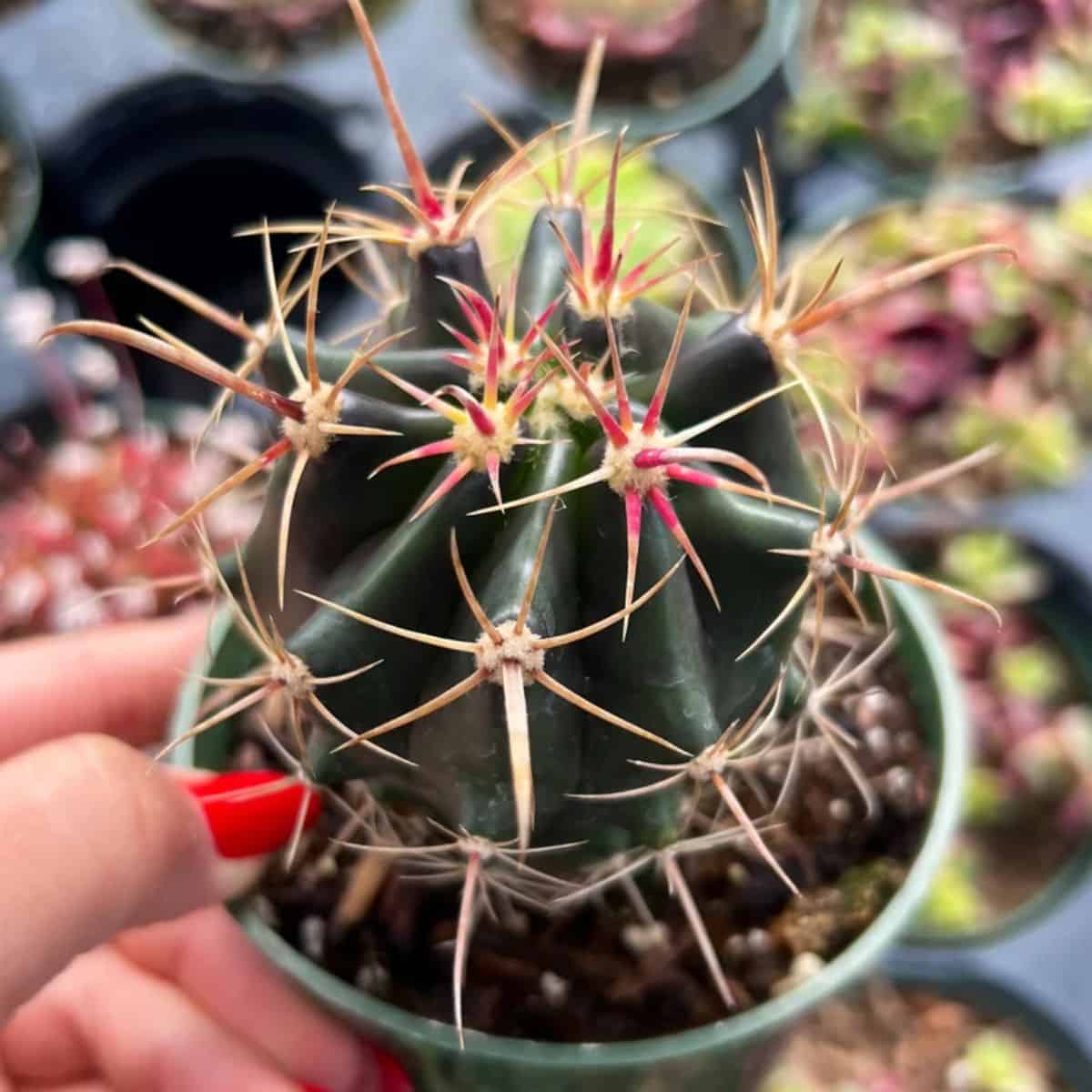 Ferocactus wislizeni ssp. herrerae grows in a small green pot.