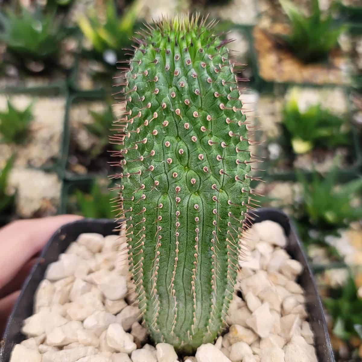 Hoodia flava grows in a black pot.