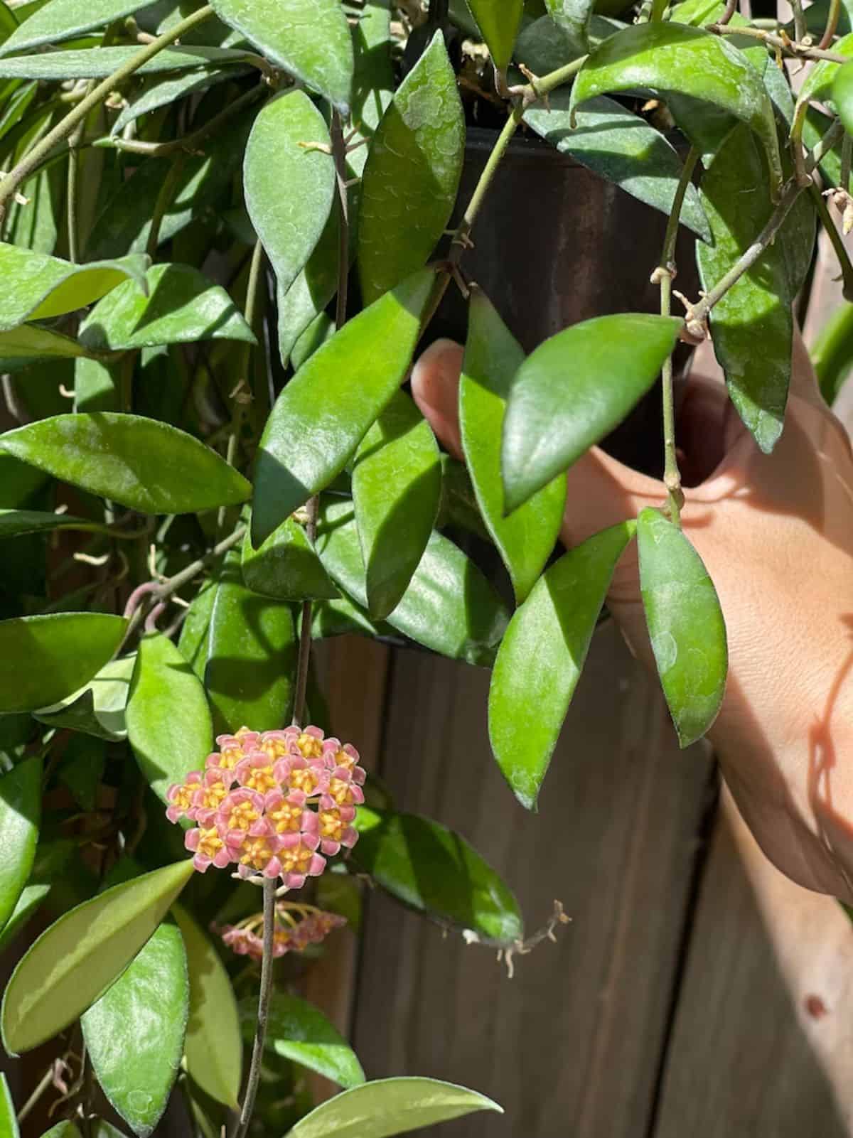 Hoya bilobata grows on a fence on a sunny day.