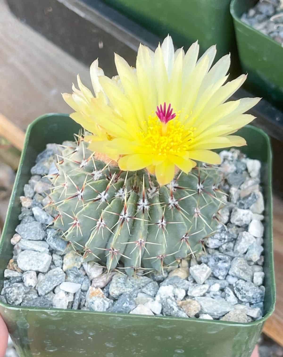 Notocactus Buiningii with a yellow flower grows in a plastic pot.