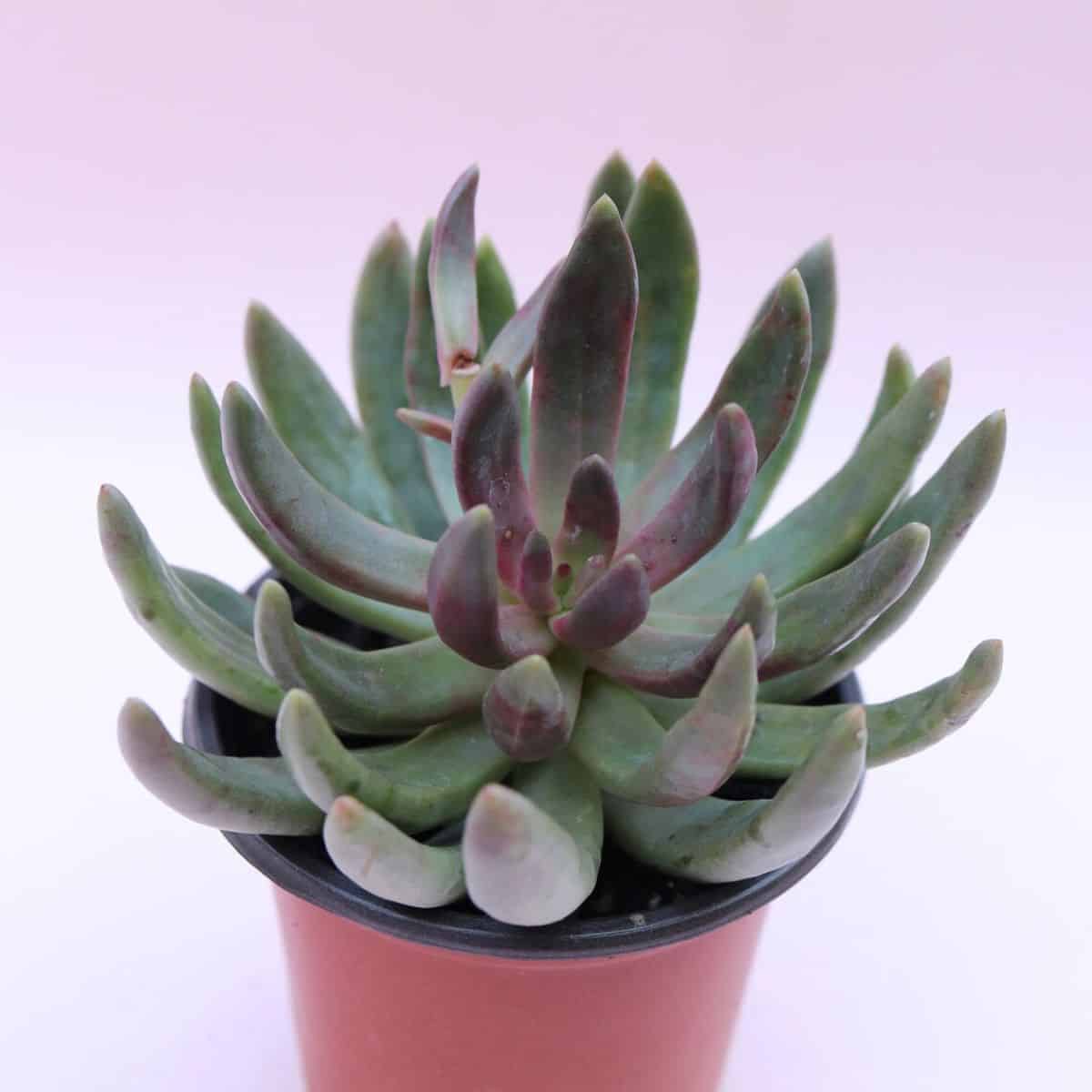 Pachyphytum hookeri grows in a plastic pot.