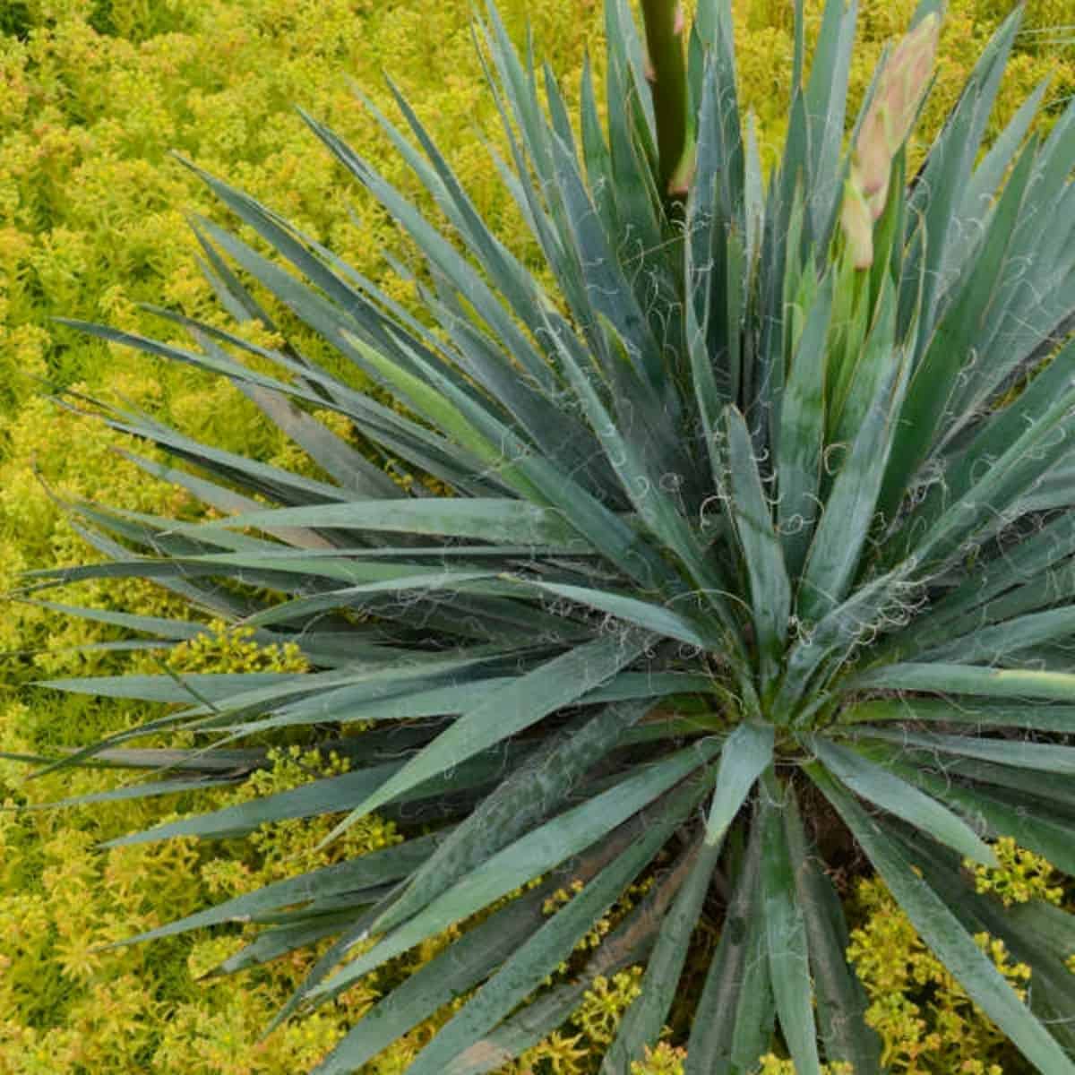 Yucca filamentosa ‘Excalibur’ grows outdoor.