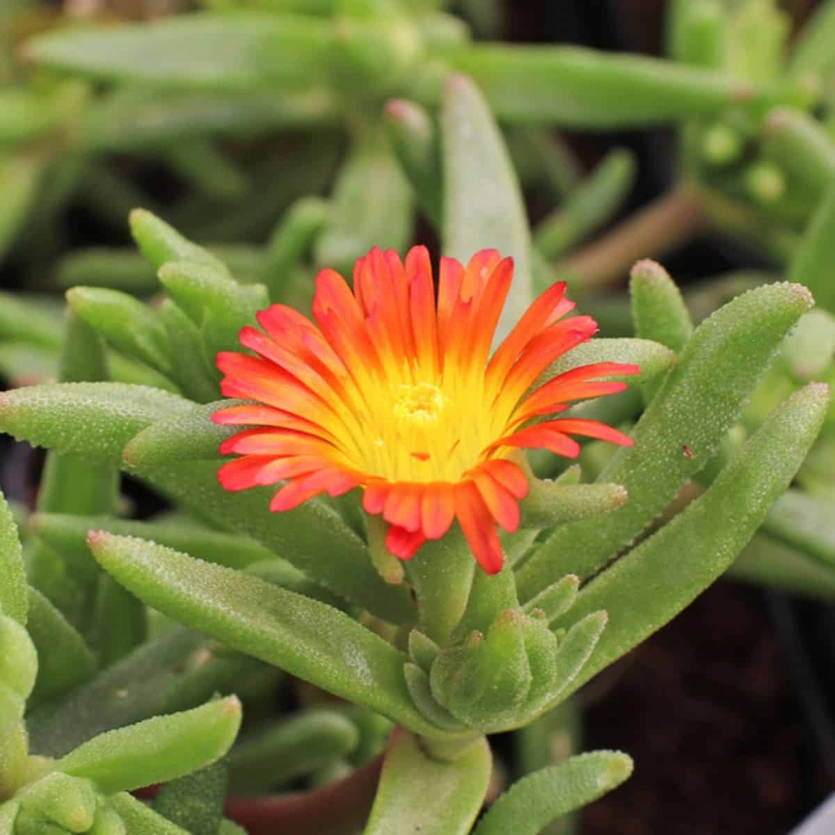 Delosperma Fire Wonder orange flower.