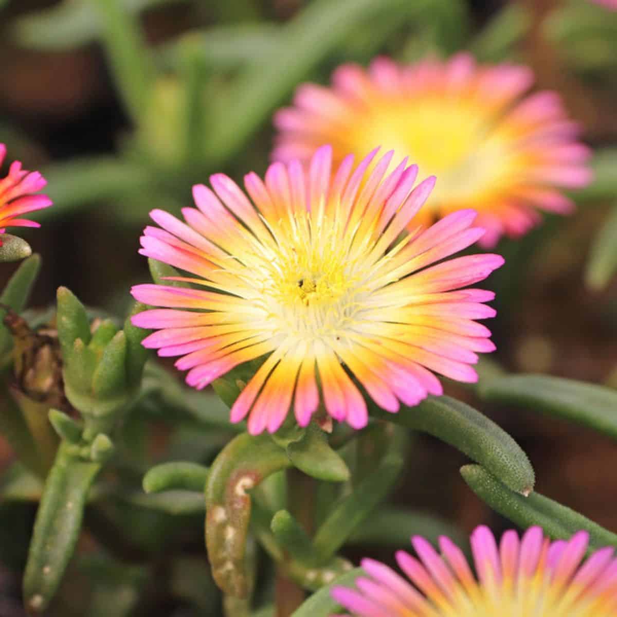 Delosperma Salmony Pink Wonder pink-yellow flowers.