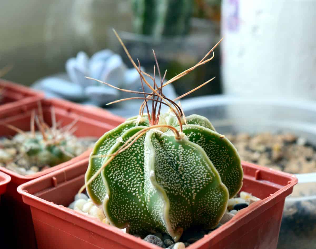 Astrophytum capricorne grows in a red plastic pot.