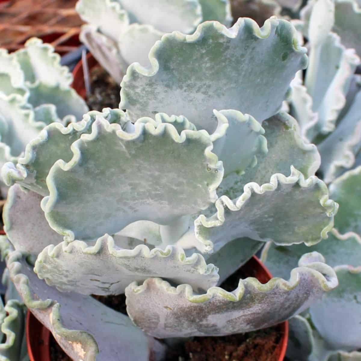 Cotyledon orbiculata var. oblonga 'Undulata' grows in a plastic pot.