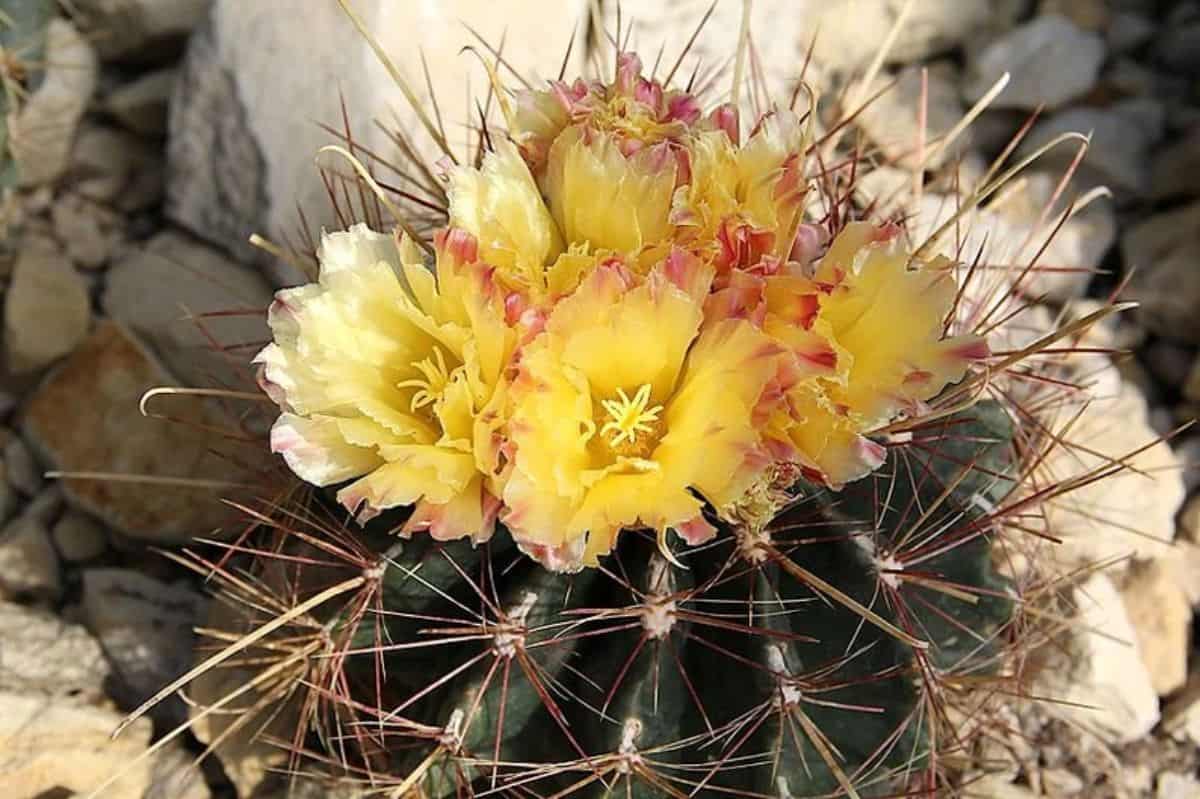 Ferocactus hamatacanthus with yellow flowers.