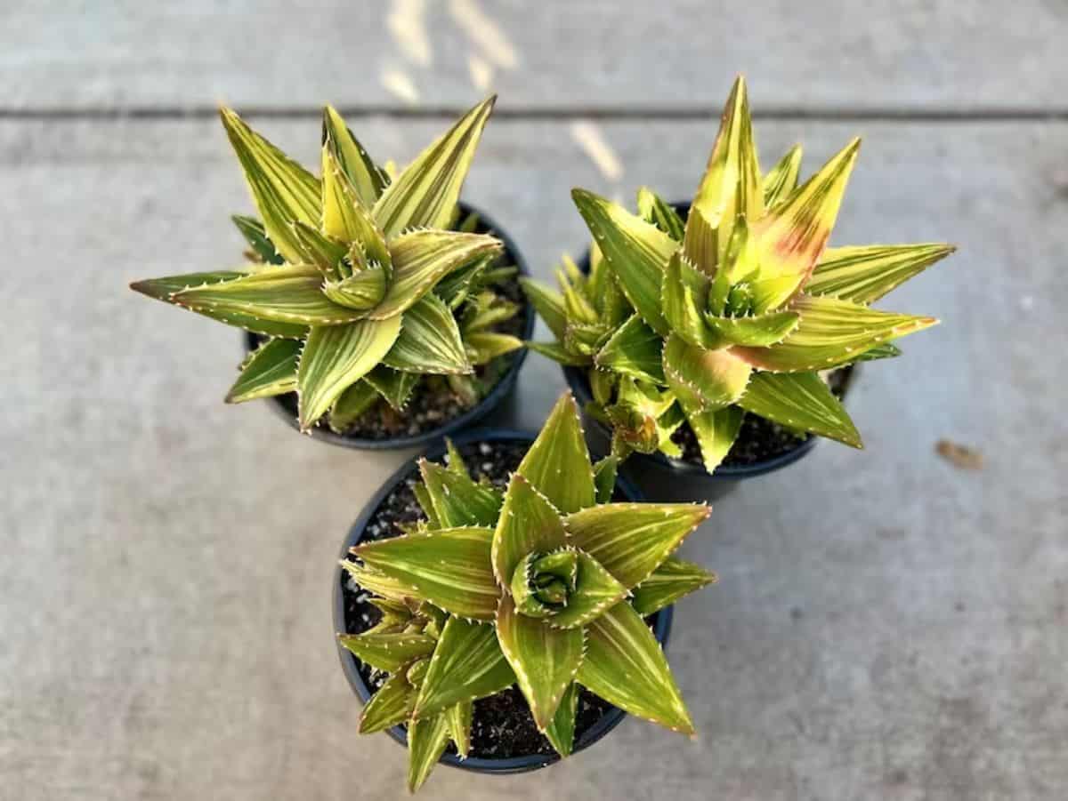 Golden Toothed Aloes grow in plastic pots.